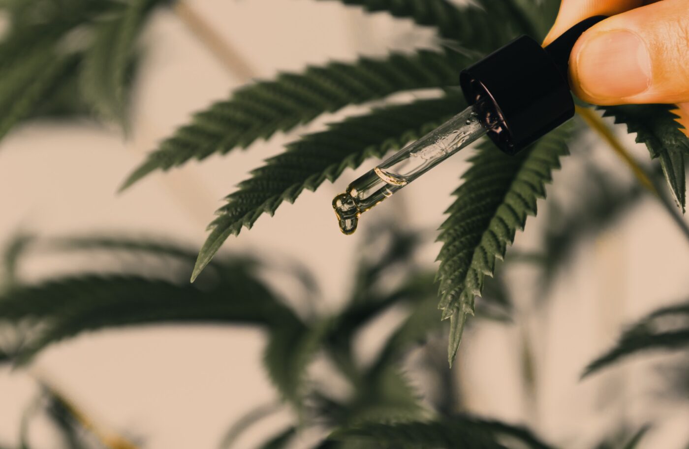 Konopie to rośliny, które od wieków są wykorzystywane w różnych dziedzinach życia. W ostatnich latach zyskały one na popularności dzięki swoim zdrowotnym właściwościom, które są coraz częściej doceniane przez naukowców i konsumentów. Jednym z liderów na rynku produktów konopnych jest firma HempKing, która z pasją i zaangażowaniem dostarcza swoim klientom przebadane, naturalne i bezpieczne produkty CBD. W tym artykule przyjrzymy się bliżej niektórym z nich: olejkom CBD, kurkumie oraz witaminom. Siła konopi w produktach HempKing Produkty konopne oferowane przez hempking.eu są starannie wyselekcjonowane i przebadane pod kątem jakości oraz bezpieczeństwa. Firma stawia na naturalność – wszystkie jej produkty są wolne od sztucznych dodatków i GMO. W ofercie HempKing znajdziemy […]